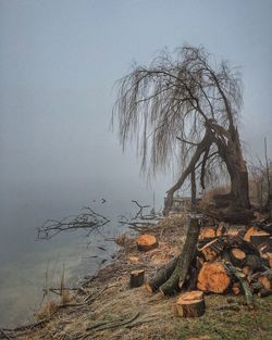 Dead tree against sky