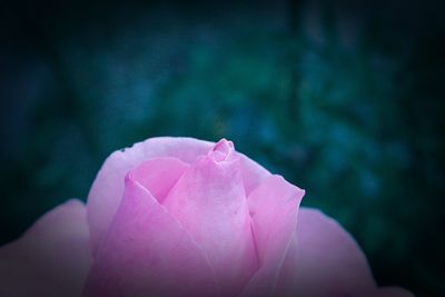 Close-up of raindrops on pink rose