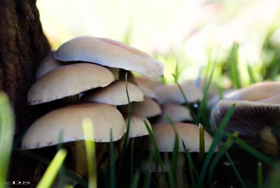 Close-up of mushrooms growing in field