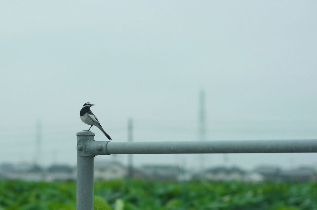 bird, animal themes, animals in the wild, wildlife, perching, one animal, focus on foreground, clear sky, copy space, pigeon, avian, day, two animals, railing, low angle view, nature, outdoors, seagull, no people, perched