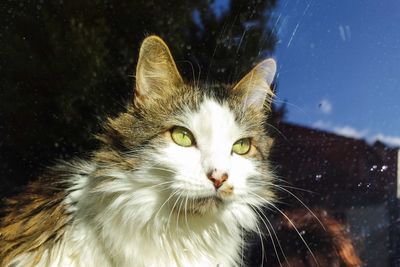 Close-up of cat seen through glass
