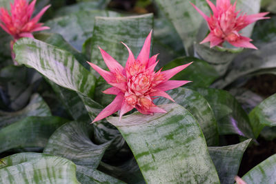 Close-up of pink flowering plant