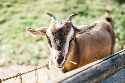 Close-up of goat