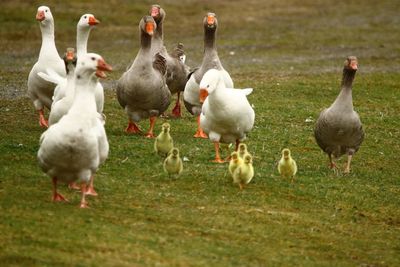 Flock of birds on field