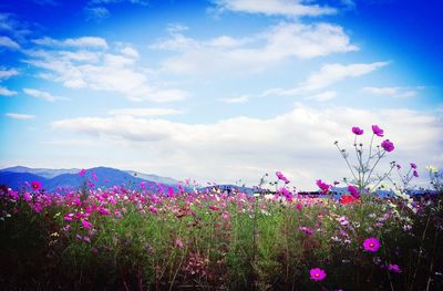 Close-up of pink flowers blooming in field