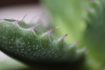 Close-up of snake on plant