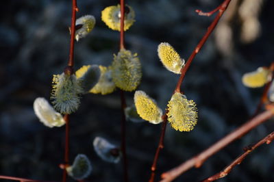 Close-up of plants growing outdoors