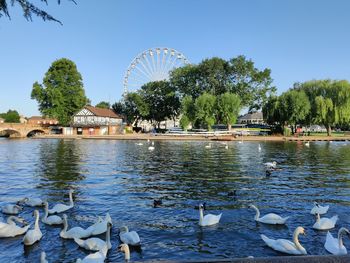 Ducks swimming in lake against sky