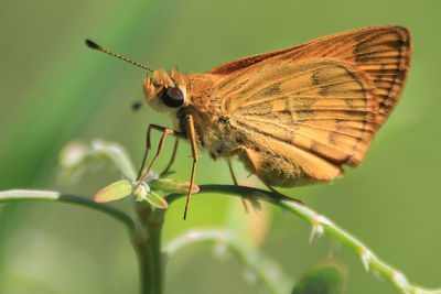 Close-up of butterfly pollinating flower