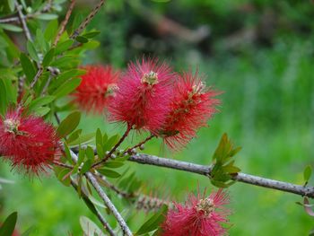 Close-up of red flowers against blurred background