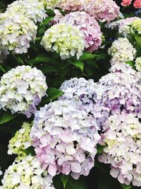 Close-up of hydrangea flowers