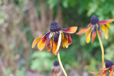 Close-up of coneflowers blooming at park