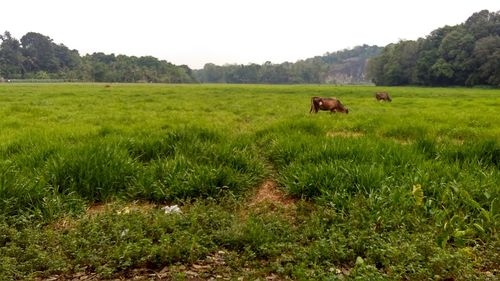 Cows grazing on field against sky