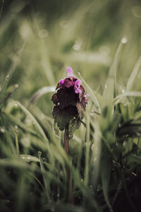 plant