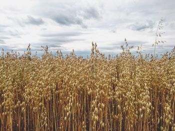 Silhouette of wheat field