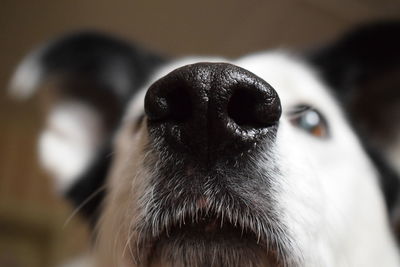 Close-up portrait of dog