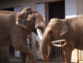 Close-up of elephant standing against wall