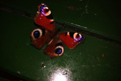 High angle view of butterfly in water