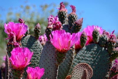 Close-up of pink cactus flowers against sky