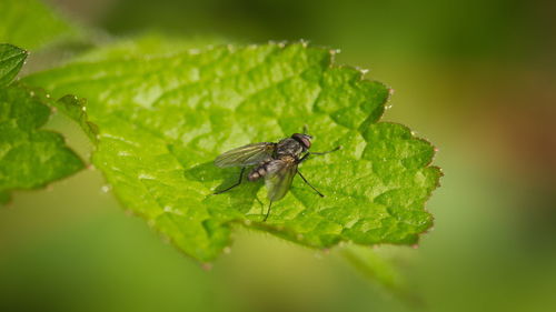 Close-up of fly on leaf