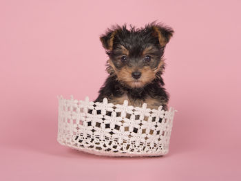 Portrait of a dog against pink background