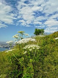 Plants growing on land against sky