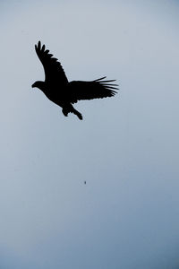 Low angle view of bird flying against clear sky