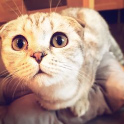 Close-up portrait of a cat