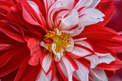 Close-up of bee on red flower