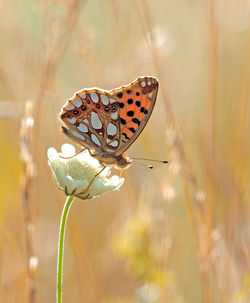 Close-up of butterfly pollinating on flower