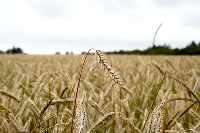 Close-up of wheat growing in field