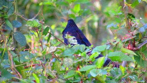 Bird perching on leaf