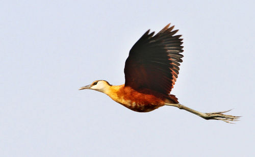 Low angle view of a bird flying