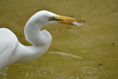 Side view of bird in lake