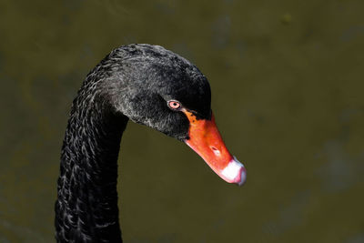 Close-up of swan in lake