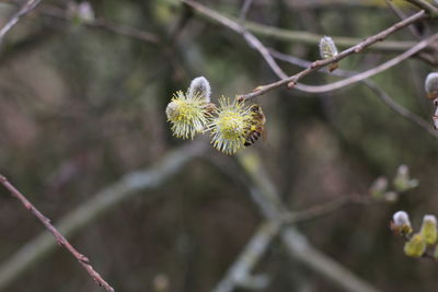 Close-up of plant against white background