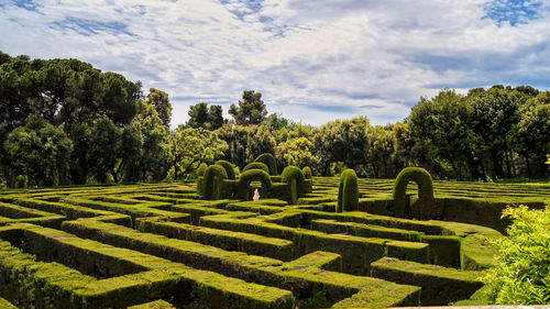 Trees and plants in garden against sky