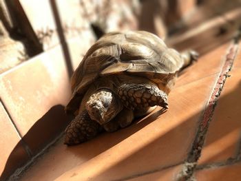 Close-up of turtle on wood