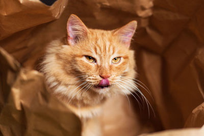 Close-up portrait of cat