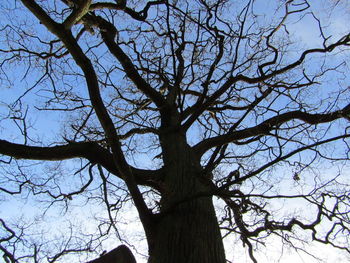 Low angle view of bare tree against sky