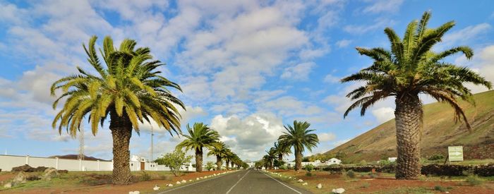 Palm trees by road against sky