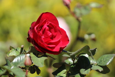 Close-up of red rose against blurred background