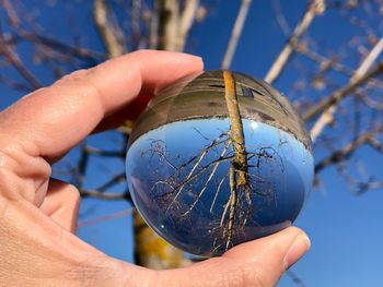 Cropped hand holding crystal ball against bare tree