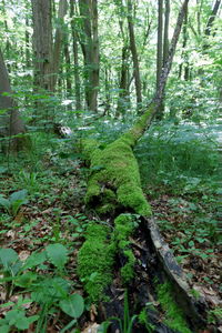 Trees growing in forest