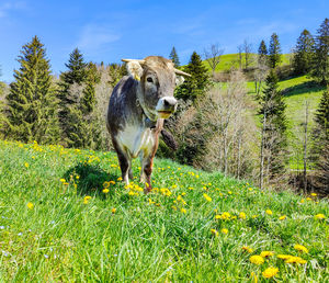View of animal on field