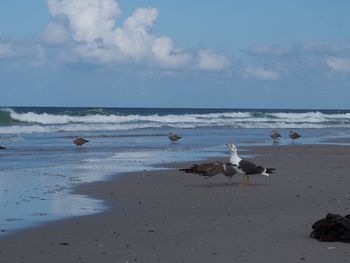 Seagulls on beach