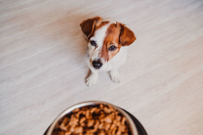 High angle view of dog and food on floor