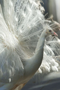 Close-up of a bird