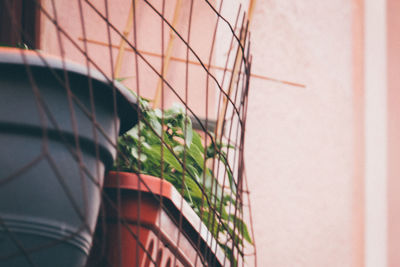 Low angle view of potted plants by fence against wall