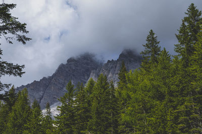Panoramic view of pine trees against sky